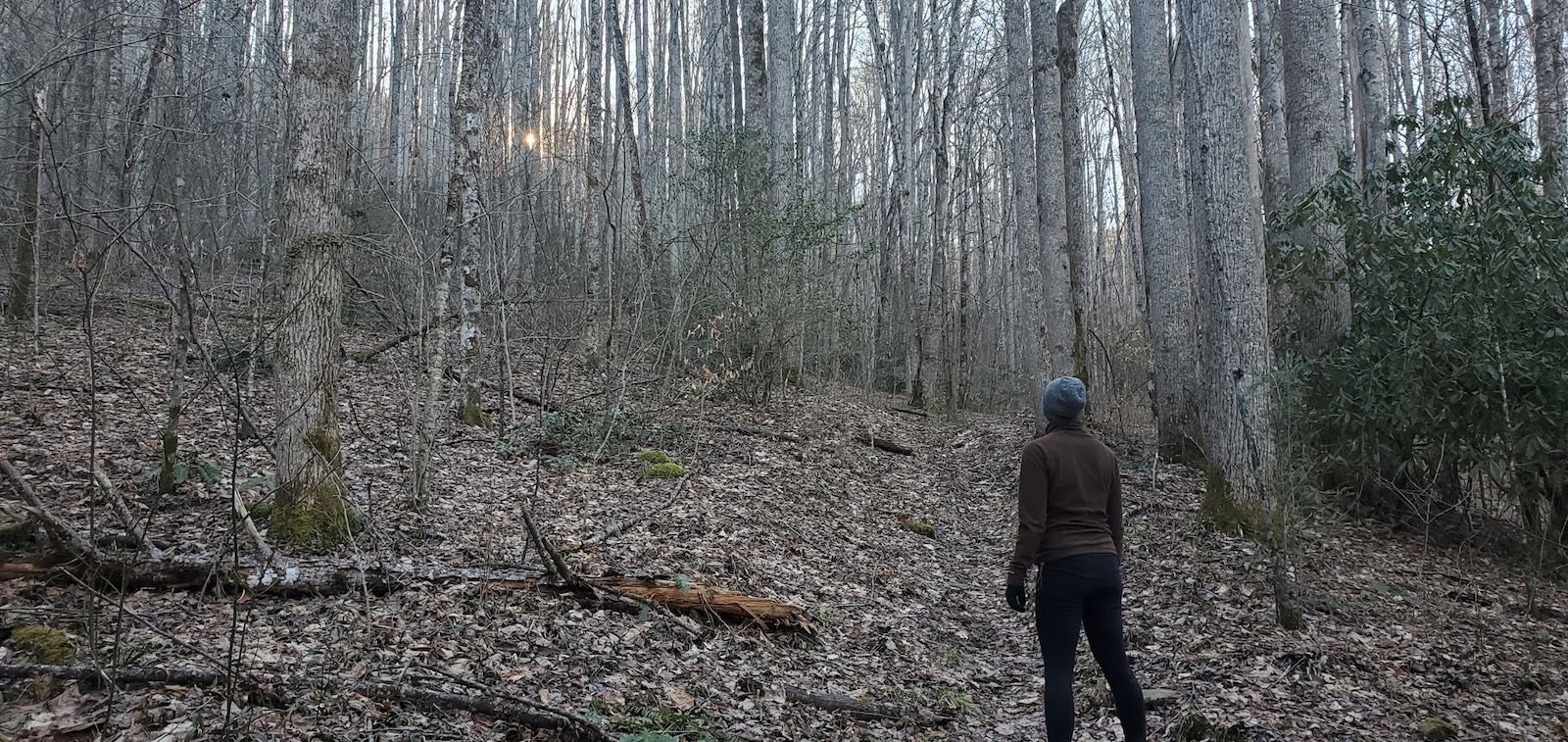 Writing Woods